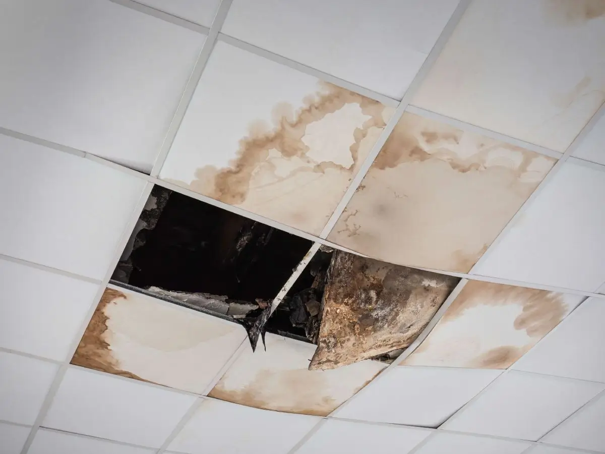 Discolored ceiling tiles and damaged insulation