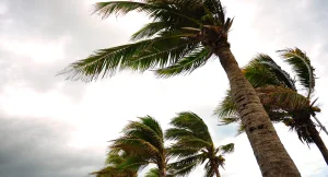 Palm trees against stormy sky